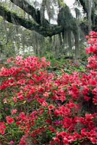 前脚被未婚妻背刺，后脚被疯批羞辱温念周祁后续+完结