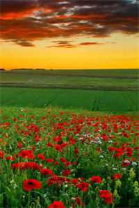 我给贫困山区捐款一千万，我妈却在捡垃圾生活完整阅读