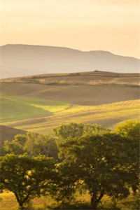 时空破碎，爱恨余灰顾晚音沈行舟全文免费