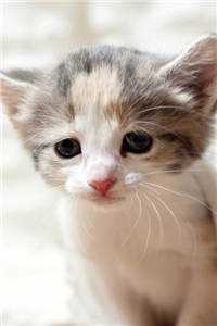 春吻寒木，只花破雪曲令姿晋丞垣全文+免费